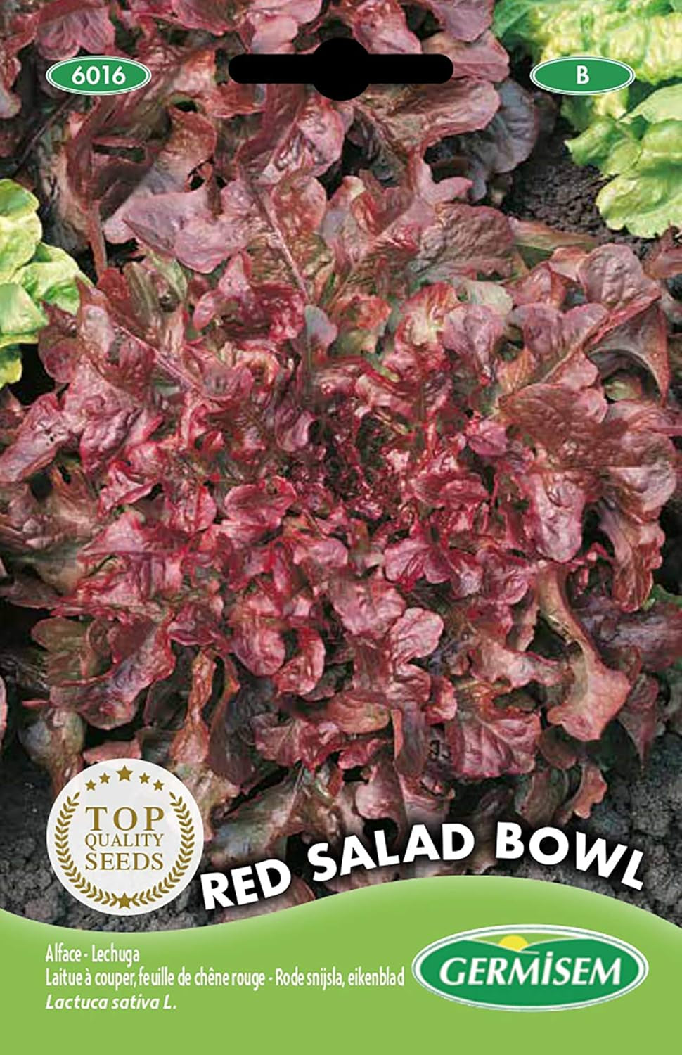 Gartensalat LOLLO ROSSA, Mehrfarbig, EC6013