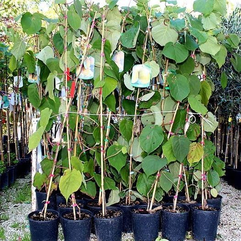 Kiwi Actinidia Männlicher Bestäuber Auf Blumentopf 20-170 Cm - 2 Jahre