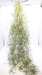 Tillandsia Luft Pflanzen Kollektion Innen Haus Pflanze Blume Für Geschenk Sonder Anlass - Tillandsia Usneoides