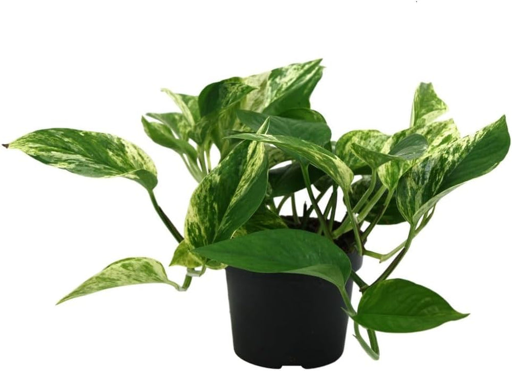 Efeutute (Epipremnum Aureum) Am Moosstab – Große, Pflegeleichte, Luftreinigende Zimmerpflanze Im Topf Ø 24 Cm, Höhe Ca. 120 Cm