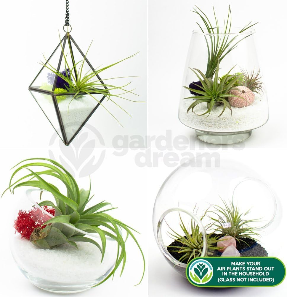 Gardeners Dream: 4 skutečné rostliny Tillandsie - 4 skutečné rostliny Tillandsia Air Plants - Terarijní rostliny - Dekorativní rostliny do terária - Pokojové rostliny na čištění vzduchu - Dekorativní rostliny - Skutečné rostliny