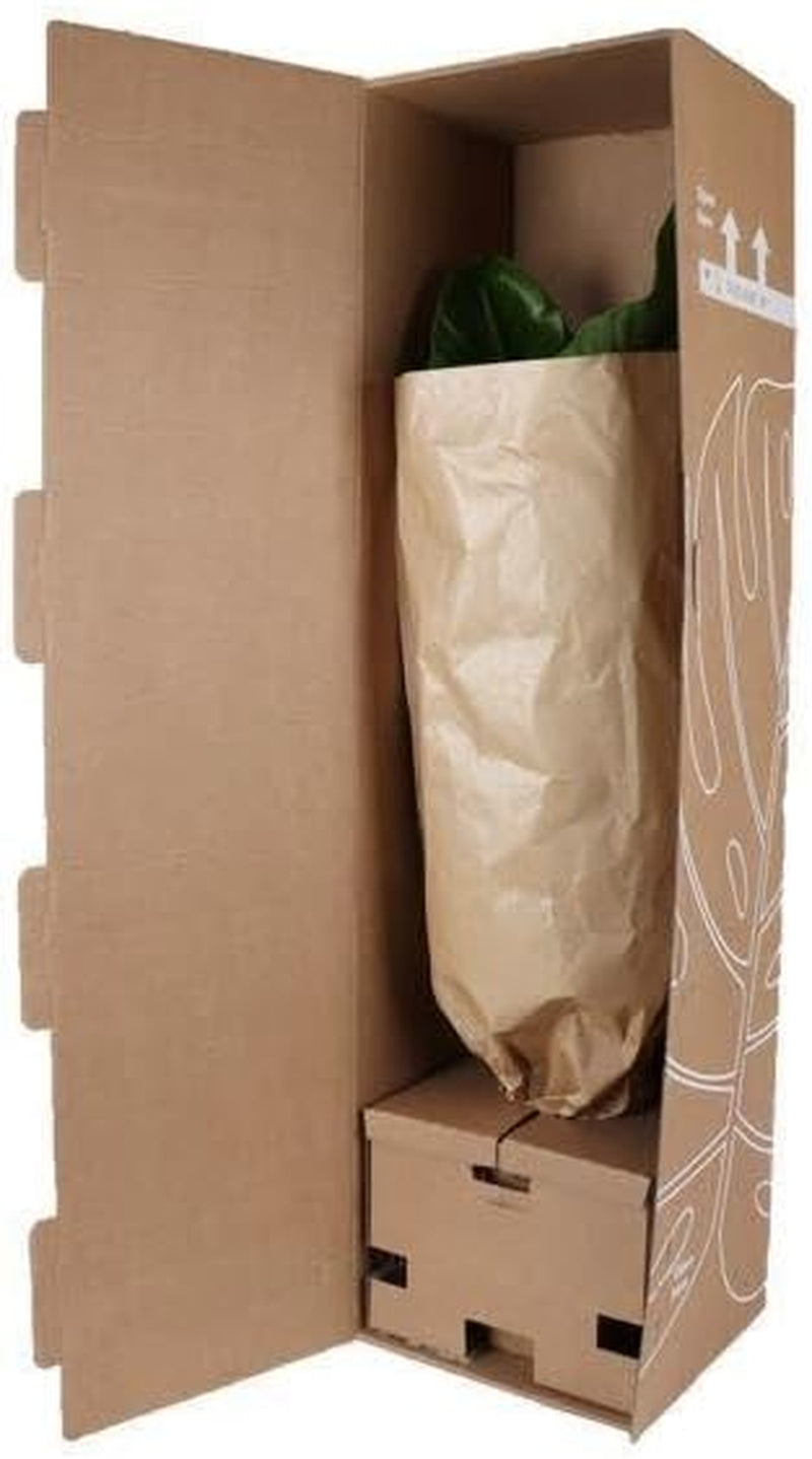 Trendyplants - Areca Palme - Goldpalme - Zimmerpflanze - Höhe 150-170 Cm - Topfgröße Ø24Cm
