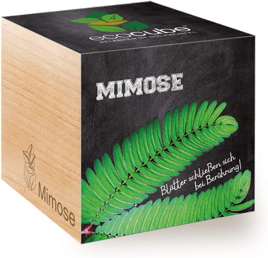 Feel Green Ecocube Weihnachtsbaum/Xmas Tree, Nachhaltige Geschenkidee (100% Eco Friendly), Grow Your Own/Anzuchtset, Pflanzen Im Holzwürfel, Made in Austria