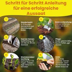 LERAVA® Sonnenblumen Samen Set (4 druhy) - Riesige gelbe & rote Sonnenblume - Zwerg und Sungold Teddy - Premium Sonnenblumensamen für Garten und Balkon - Blumensamen Geschenk für Hobbygärtner