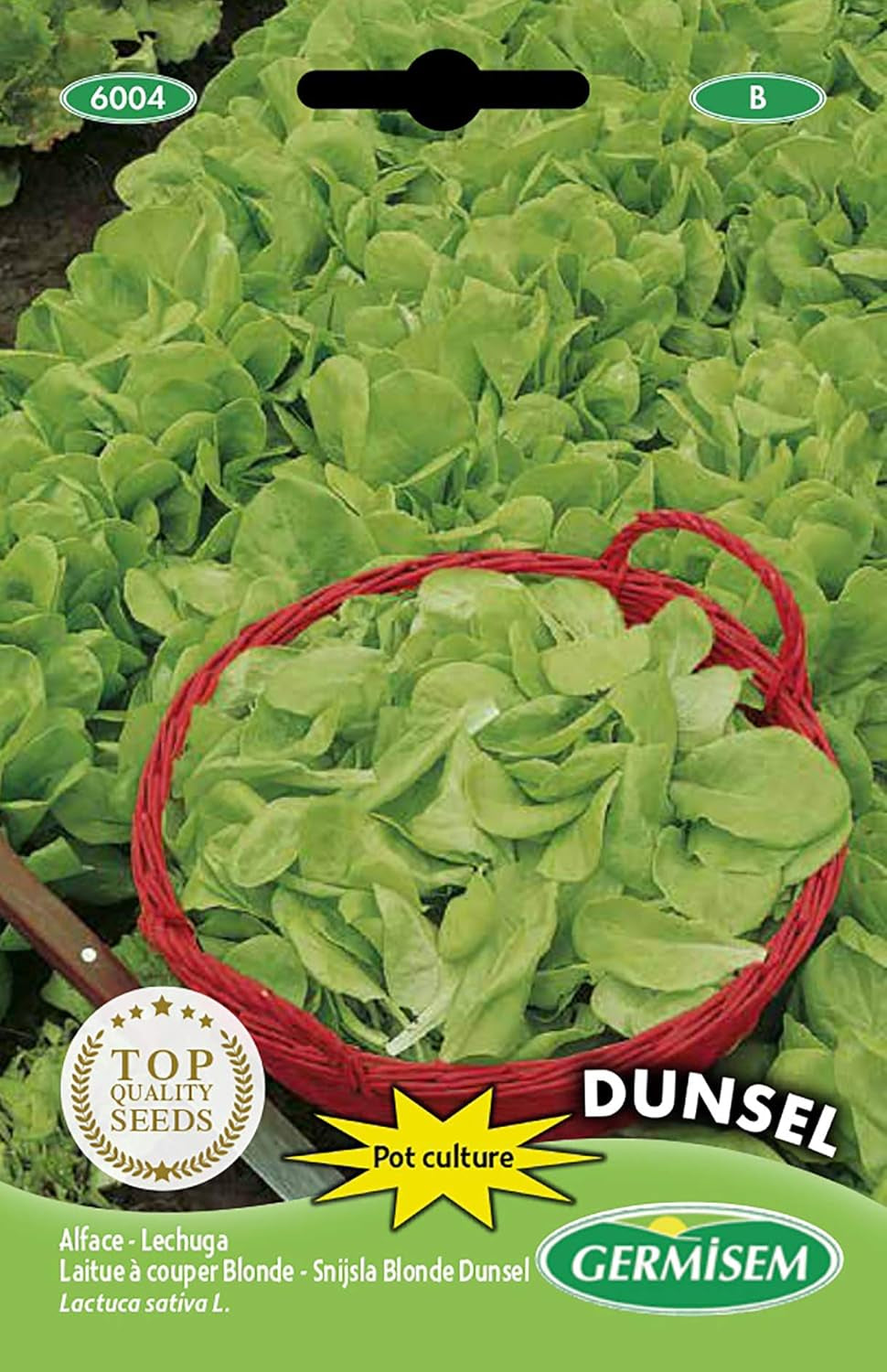 Schnittsalat FRISEE D´AMERIQUE, Mehrfarbig, EC6005