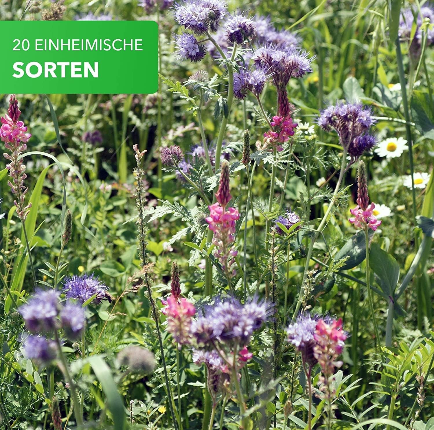 Magie přírody 800g. Blumensamen Mischung - Bienen Paradies - Blühfreudige Bienenweide pro 150 až 250 m²