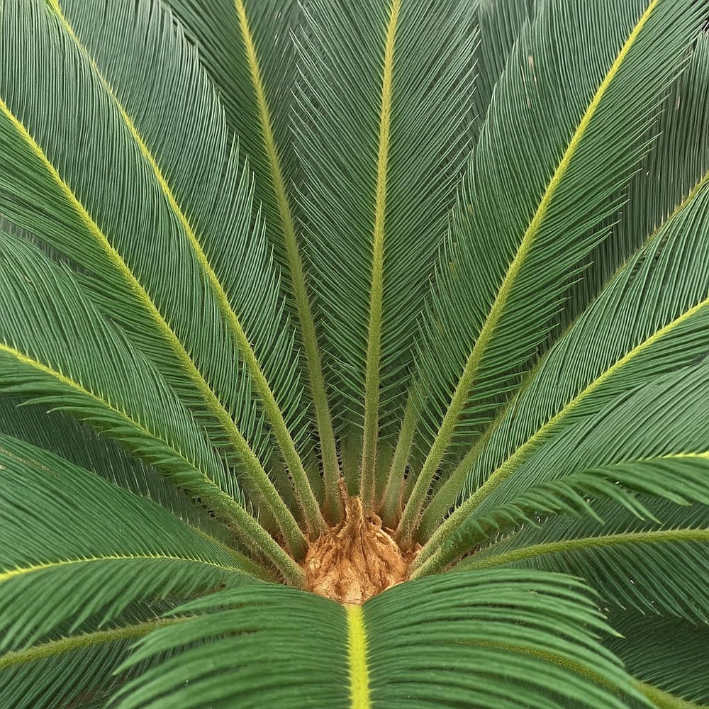 Trendyplants - Cycas Revoluta - Japanische Sago-Palme - Gartenpflanze - Höhe 60-80 Cm - Topfgröße Ø24Cm