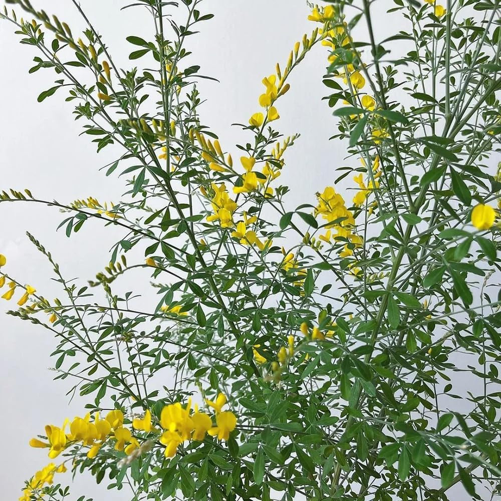 Ginster, Für Sonnige Plätze Cytisus Scoparius, Balkonpflanzen Nachhaltige Geschenke Steingartenpflanzen Winterhart Garten Geschenke Für Frauen 80Samen