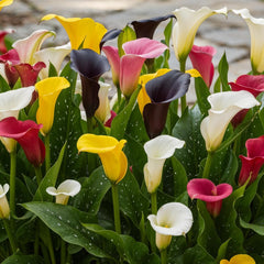 Calla Lilien Zwiebeln Winterhart Mehrjährig - Zantedeschia - 10 velkých Blumenzwiebeln, 5 Sorten Mix - Echte Pflanzen aus Holland - für Garten und Topf (große Knollen, kein Samen und nicht künstlich)