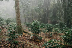 Cafea Arabica mexicană Procurador 1000g