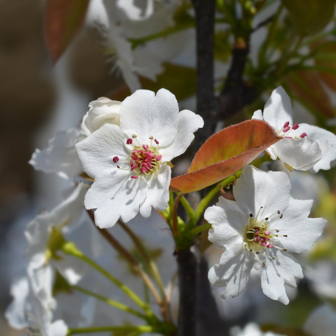 Nashi Kosui- Obstpflanzen Auf Blumentopf Einer Vase Von 20 - Baum Max 170 Cm – 2 Jahre Anbau Italien