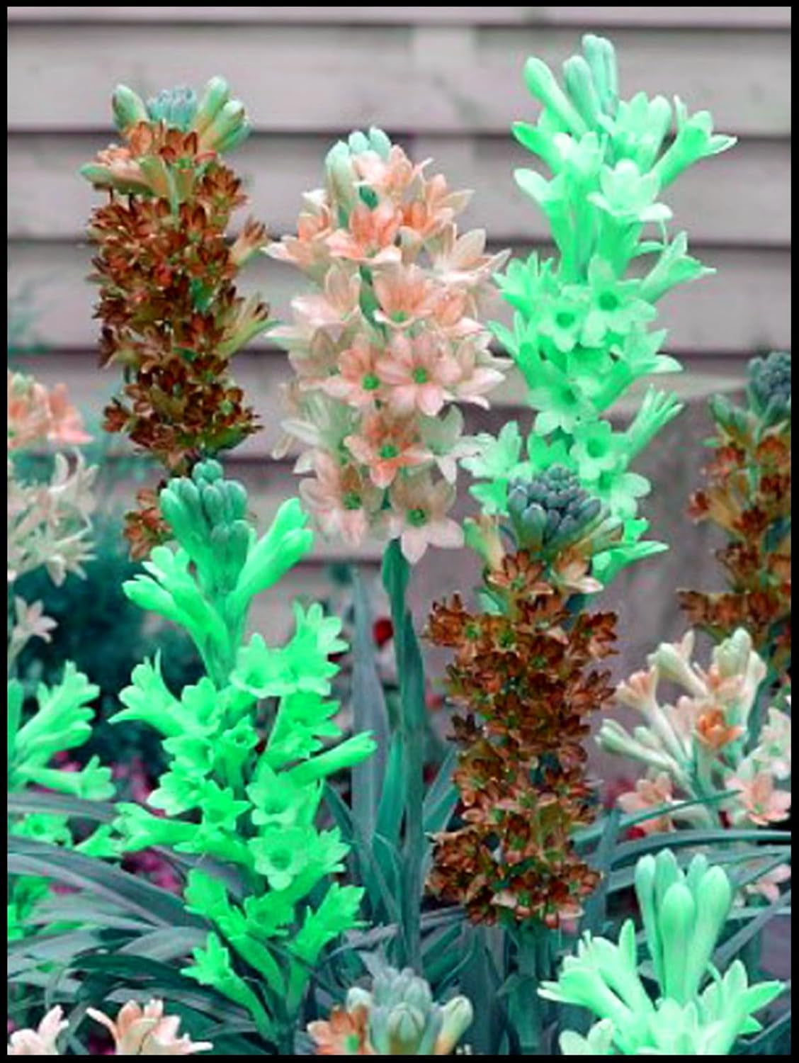 Směs cibulovin, mysteriózní kouzelná cibulka, mrazuvzdorná výsadba, mrazuvzdorná trvalka, mrazuvzdorné cibuloviny – 3 cibule orchidejí