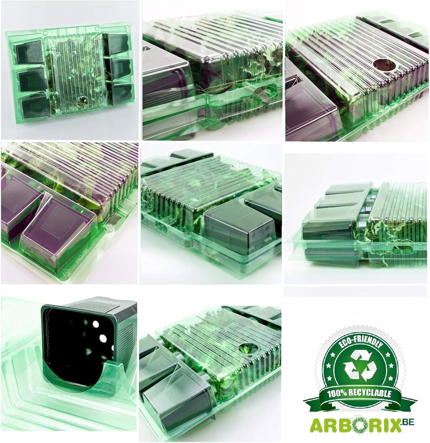 6 x Garten Scheinsonnenhut 'Doubledecker' - Echinacea Purpurea 'Doubledecker' Květináč 9x9cm: Doppelte Blüten, einzigartige Optik, zieht Bienen an, ideal für Gärten.