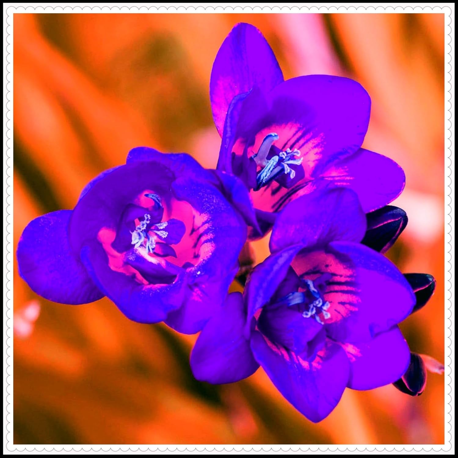 Směs cibulovin, mysteriózní kouzelná cibulka, mrazuvzdorná výsadba, mrazuvzdorná trvalka, mrazuvzdorné cibuloviny – 3 cibule orchidejí