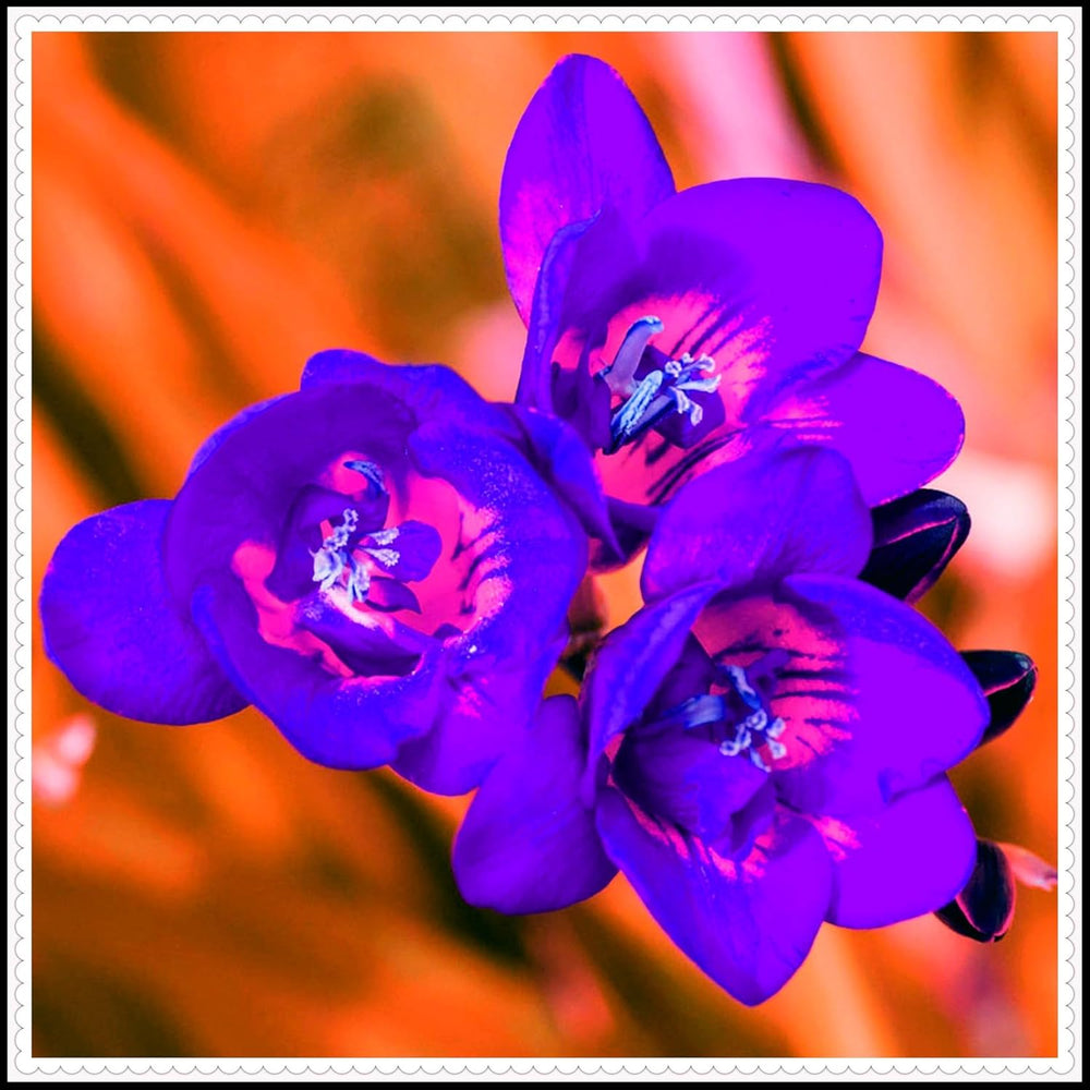 Směs cibulovin, mysteriózní kouzelná cibulka, mrazuvzdorná výsadba, mrazuvzdorná trvalka, mrazuvzdorné cibuloviny – 3 cibule orchidejí