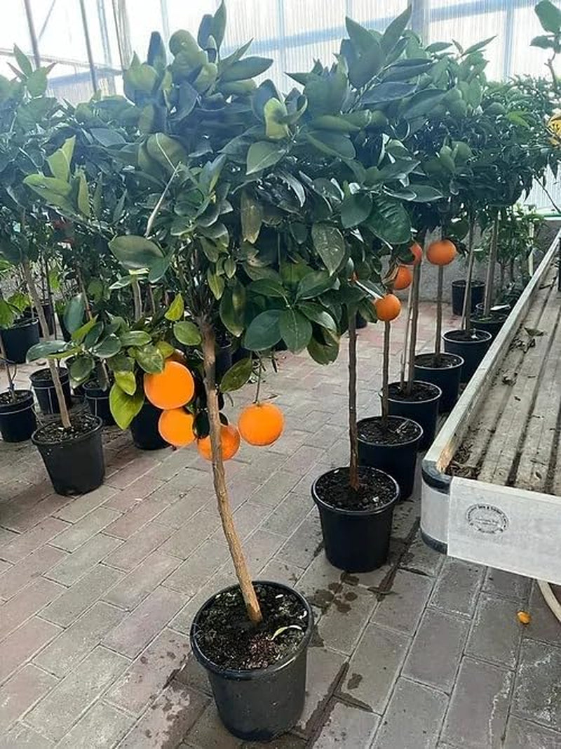 Zitrusfrüchte Süß Orange - Citrus Sinensis - Obstpflanze Höhe 80~90 Cm Topf 20 Cm