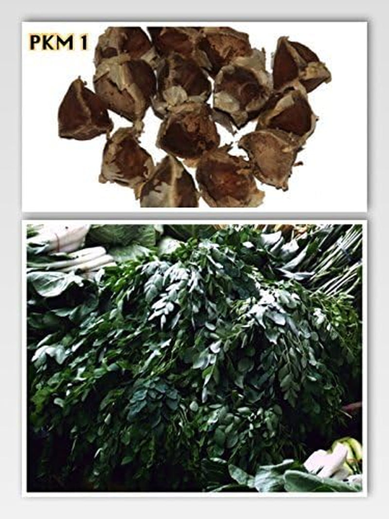 Moringa - Moringa oleifera - 100 semen *Také nazývaný křen*
