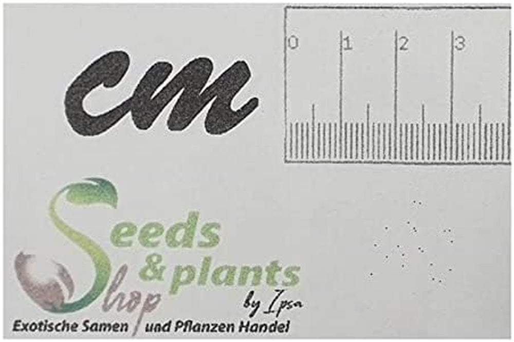 Stk - 10X Begonia Aequatorialis Ziersträucher Garten Pflanzen - Samen ID338 -