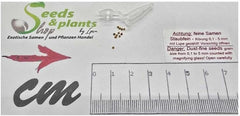 Stk - 10X Myrtastrum Rufopunctatum Strauch Garten Pflanzen - Samen ID1463 -