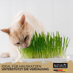 XXL 200G Premium Katzengras Samen Set: Saatgut Für 80 Töpfe Fertiges Katzengras - Saatgut Für Eine Sanfte/Weiche Katzenwiese - Premium Saatgut Für Deine Katze