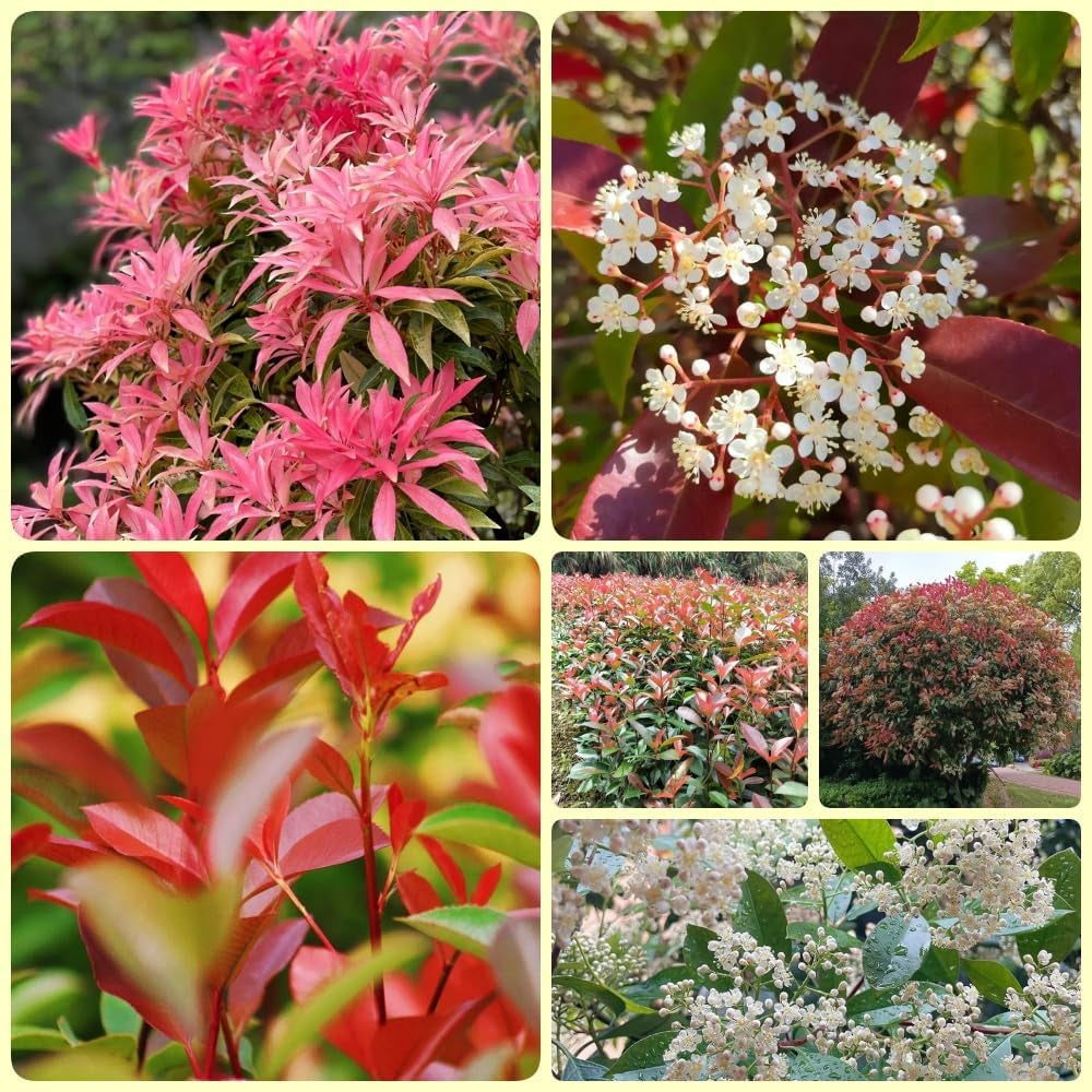 Glanzmispel Red Robin, Schnellwachsende Sträucher Photinia Fraseri Red Robin, Balkonpflanzen Exotische Stauden Winterhart Mehrjährig 900Samen