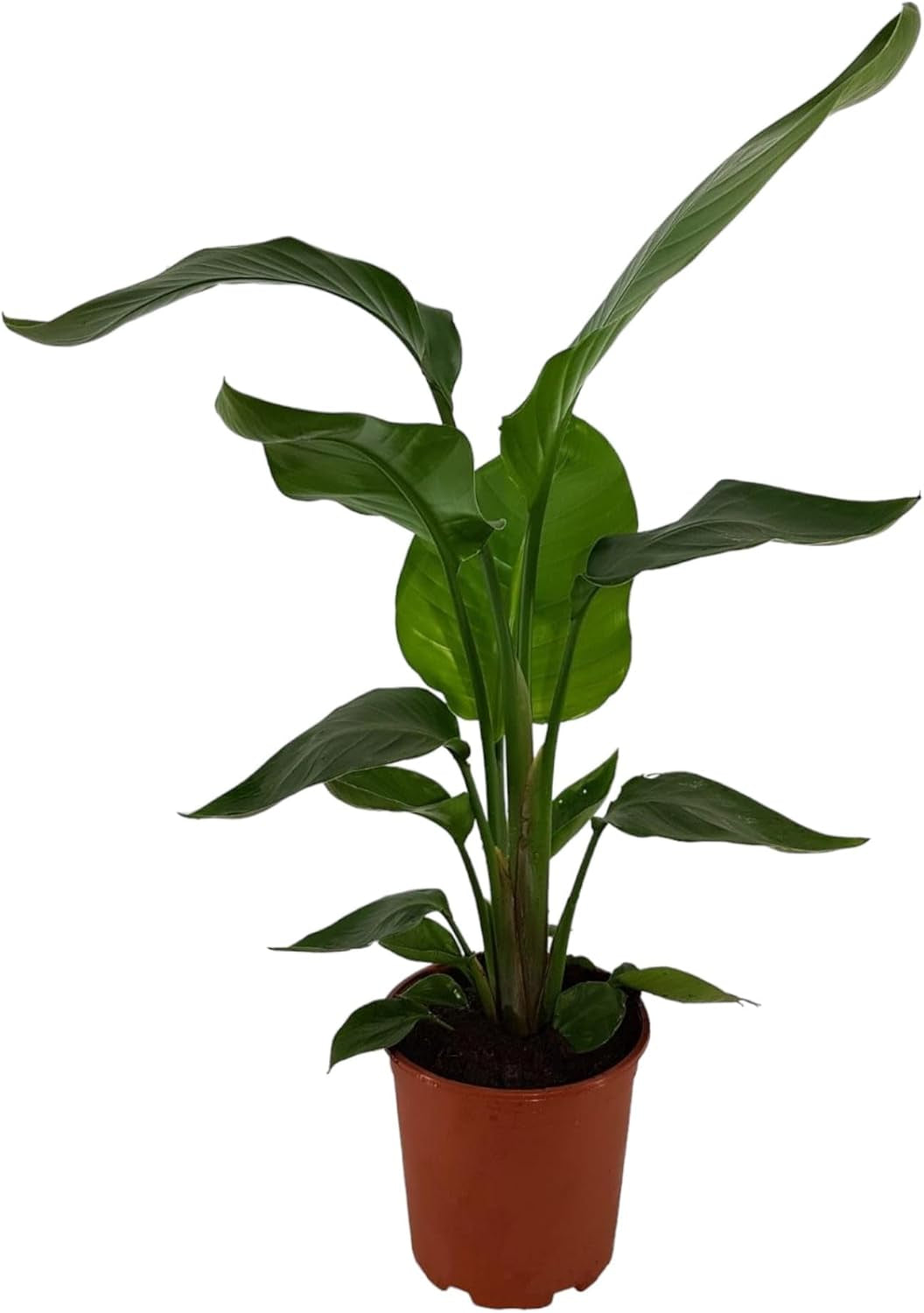 Trendyplants - Strelitzia Nicolai - Paradiesvogelblume - Zimmerpflanze - Höhe 160-180 Cm - Topfgröße Ø24Cm