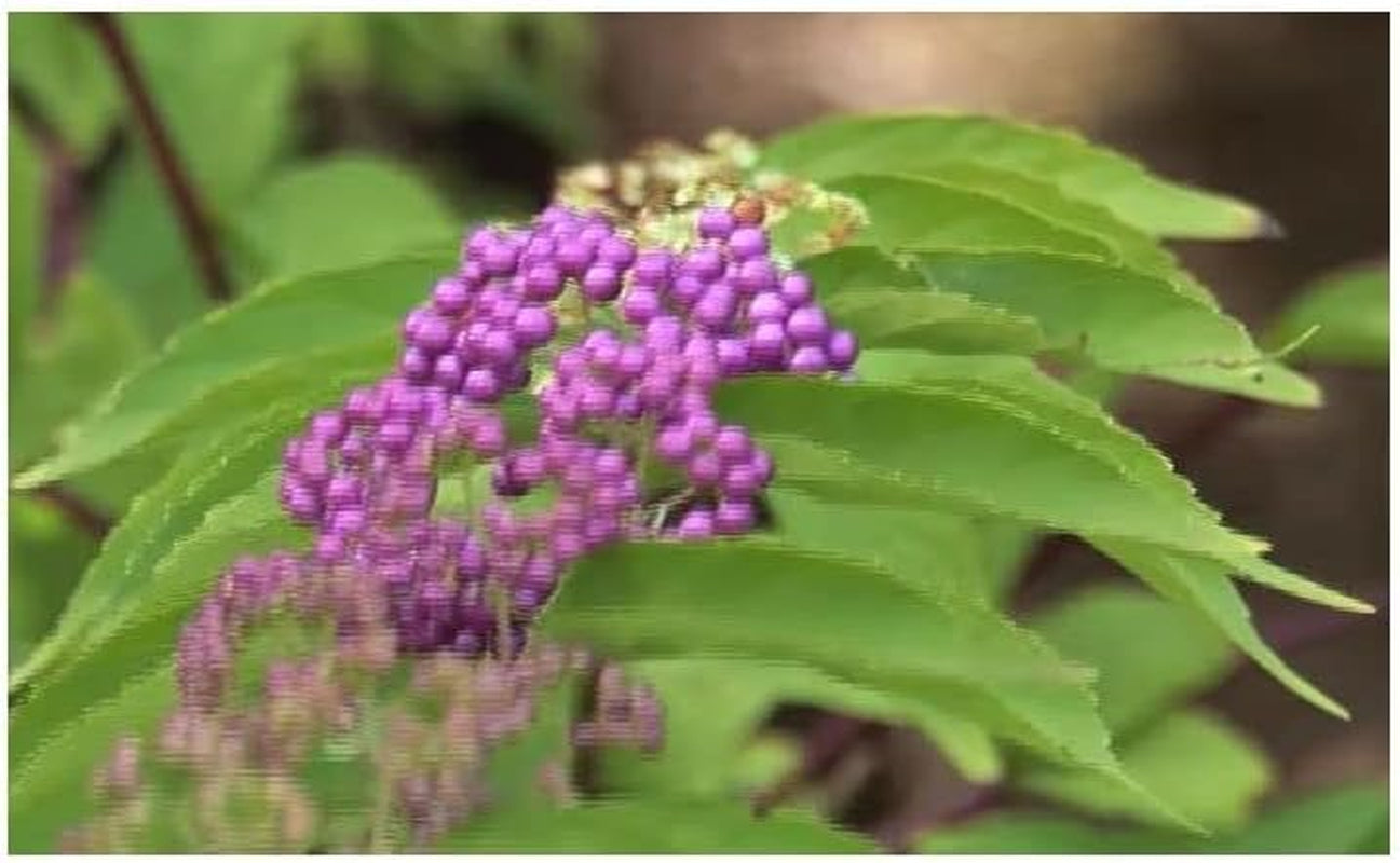 Stk - 10X Callicarpa Dichotoma Purpur Schönfrucht Garten Pflanzen - Samen B197 -