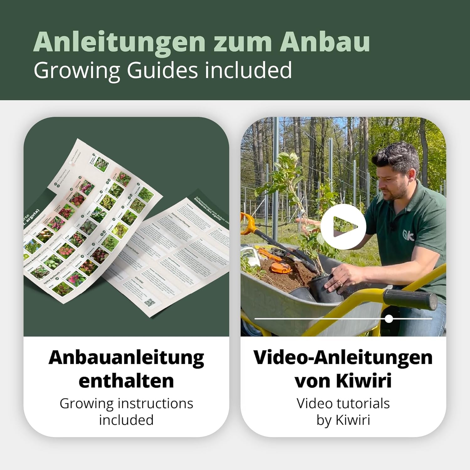 Kiwiri'S Kiwibeeren Duo - 2 Kiwipflanzen (Actinidia Arguta) - Mini Kiwi - Sortengarantie Direkt Vom Züchter