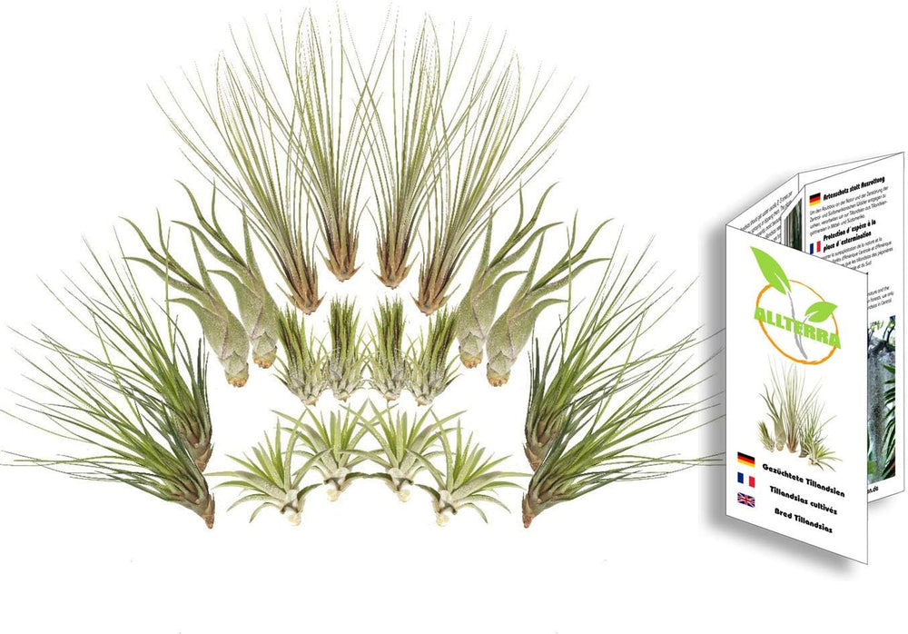 Tillandsien 20Er-Mix, Tilliandsia, Bromeliengewächs