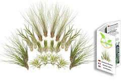 Tillandsien 20Er-Mix, Tilliandsia, Bromeliengewächs