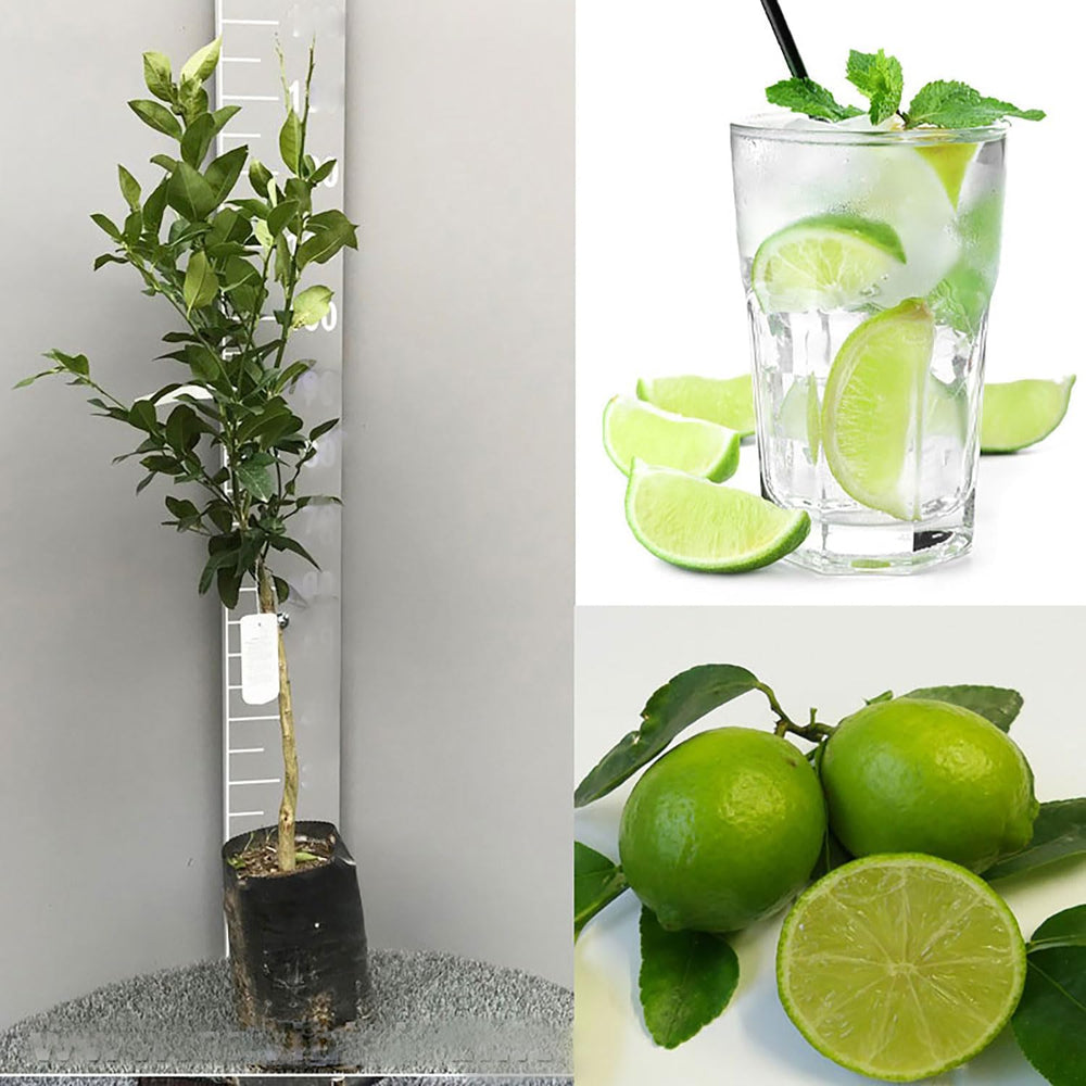 SAVINI VIVAI Zitruspflanze Tahiti-Limette Im 20 Cm Topf, Höhe 70 Cm, 2-3 Jahre Veredelung, Hergestellt in Italien