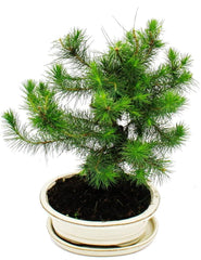 Exotenherz Bonsai - Pinus Halepensis - Aleppo-Kiefer - Ca. 9 Jahre Alt