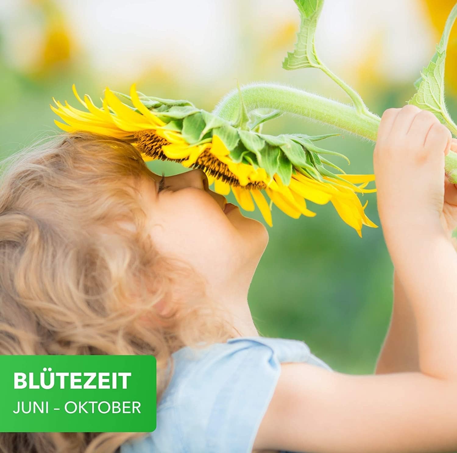 Magie přírody 800g. Blumensamen Mischung - Bienen Paradies - Blühfreudige Bienenweide pro 150 až 250 m²