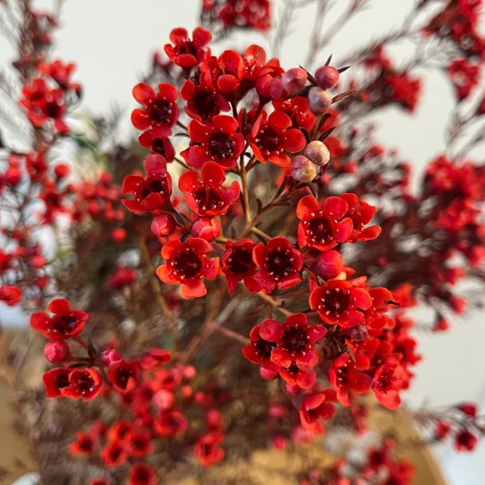 Chamelaucium Uncinatum - Winterharte Kübelpflanzen Luftreinigende Zimmerpflanzen Bonsaibaum Kletterpflanzen Blumensamen Gastgeschenk Hecken Sträucher Winterhart Blühend Schnell 25Samen