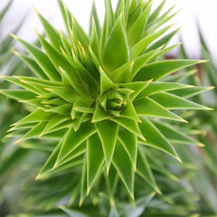 Exotenherz Chilenische Schmucktanne - Andentanne - Araucaria Araucana - Setzling Im 19Cm Topf