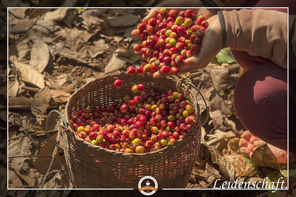 Cafea specială din America de Sud - Galapagos, ecosistemul unic al insulelor (1000 de grame, boabe întregi) - cafea de origine unică - cafea premium - aciditate scăzută - prăjită ușor și proaspăt