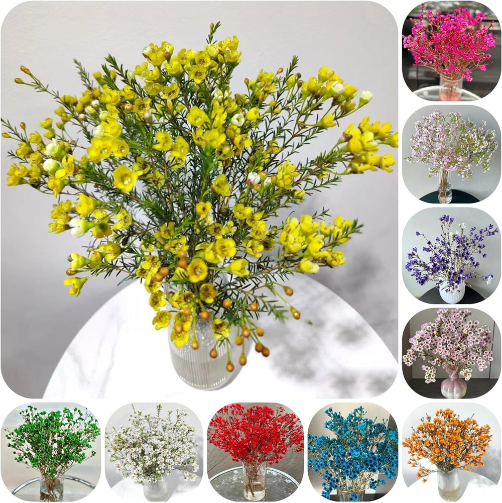 Chamelaucium Uncinatum - Balkonpflanzen Frühlingsblumen Winterharte Gartenblumen Gartendeko Für Draußen Hecken Sträucher Winterhart Blühend Topfpflanzen Nachhaltige Geschenke Garten 130Samen