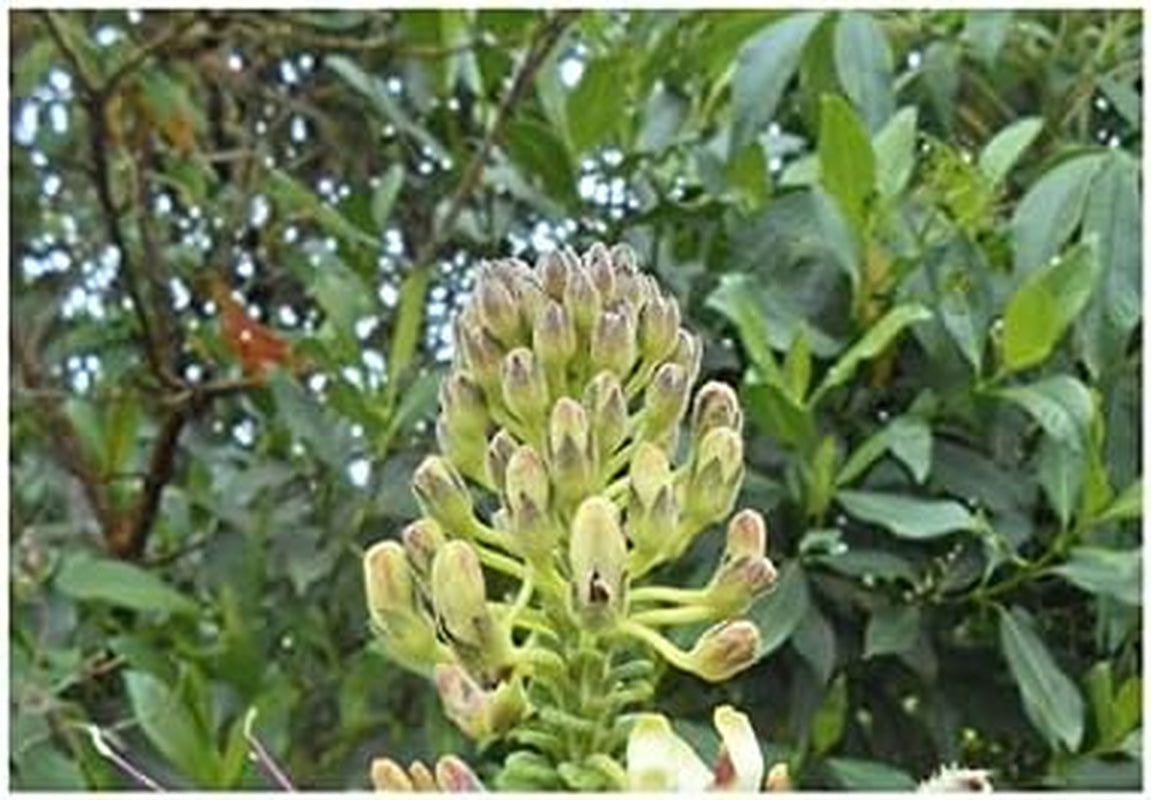 Stk - 10X Cleome Arborea Strauch Garten Pflanzen - Samen ID1198 -