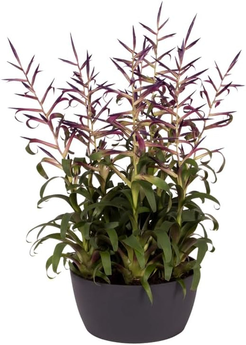 elho Brussels Bowl 23 - Ghiveci de flori de interior - Ø 22,9 x H 10,8 cm - Negru/Antracit