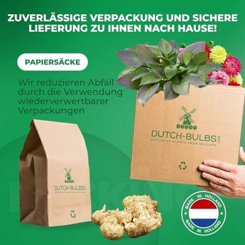 Calla Lilien Zwiebeln Winterhart Mehrjährig - Zantedeschia - 10 velkých Blumenzwiebeln, 5 Sorten Mix - Echte Pflanzen aus Holland - für Garten und Topf (große Knollen, kein Samen und nicht künstlich)