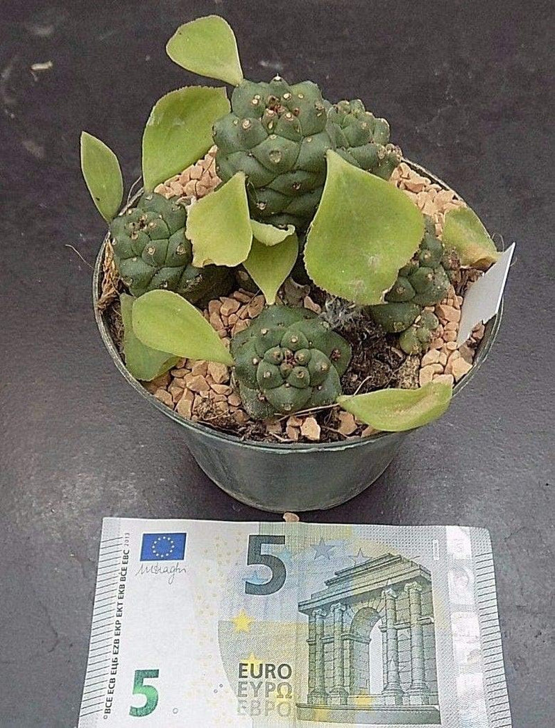 Monadenium Ritchiei Cm. 9/10