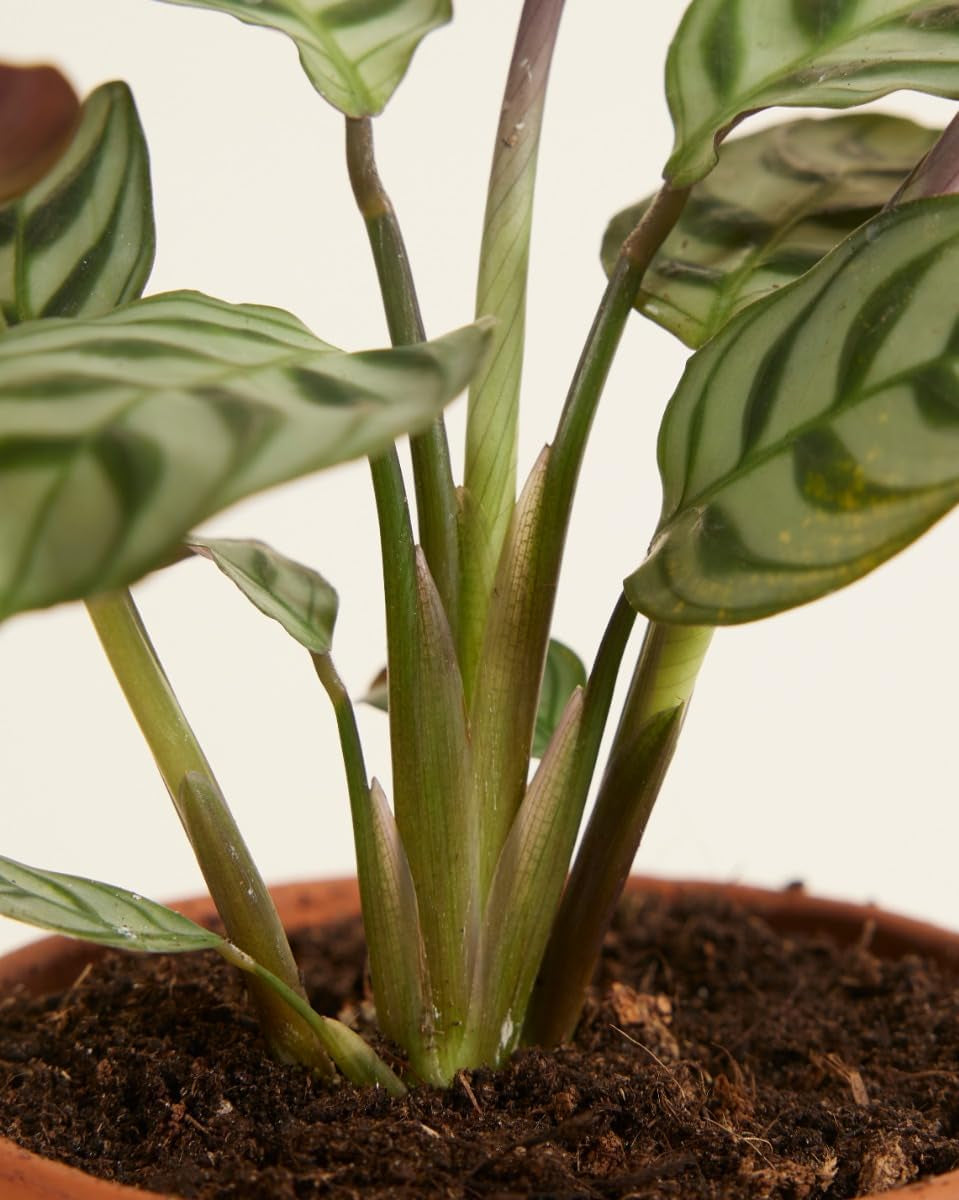 Baby Ctenanthe Burle Marxii - Zimmerpflanzen, Pflanzen Echt, Nachhaltige Verpackung - 2Cm Stecklinge - Höhe 15Cm - Direkt Von Der Gärtnerei