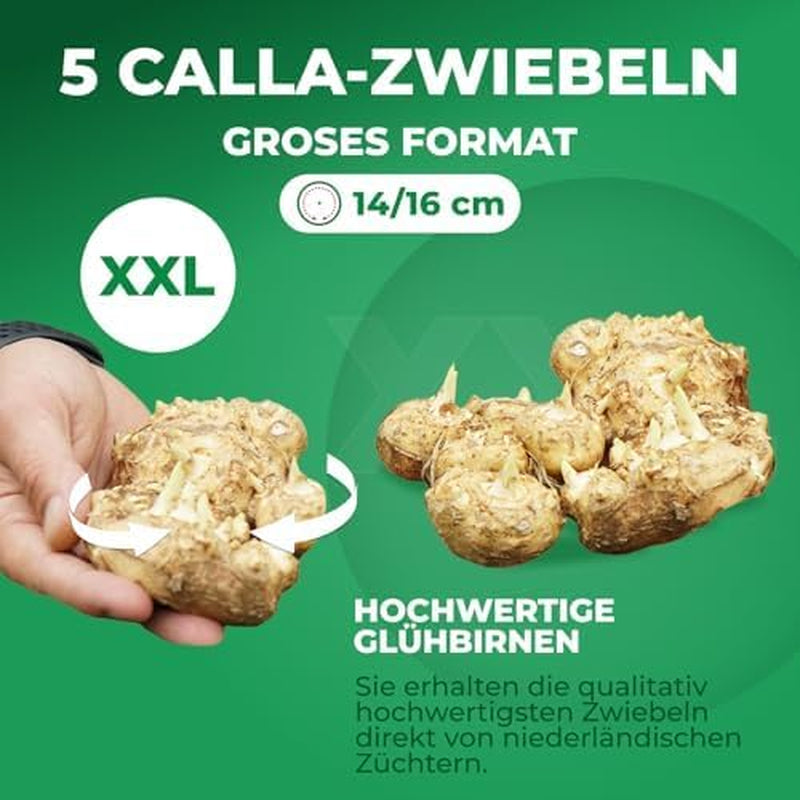 Calla Lilien Zwiebeln Winterhart Mehrjährig - Zantedeschia - 10 velkých Blumenzwiebeln, 5 Sorten Mix - Echte Pflanzen aus Holland - für Garten und Topf (große Knollen, kein Samen und nicht künstlich)