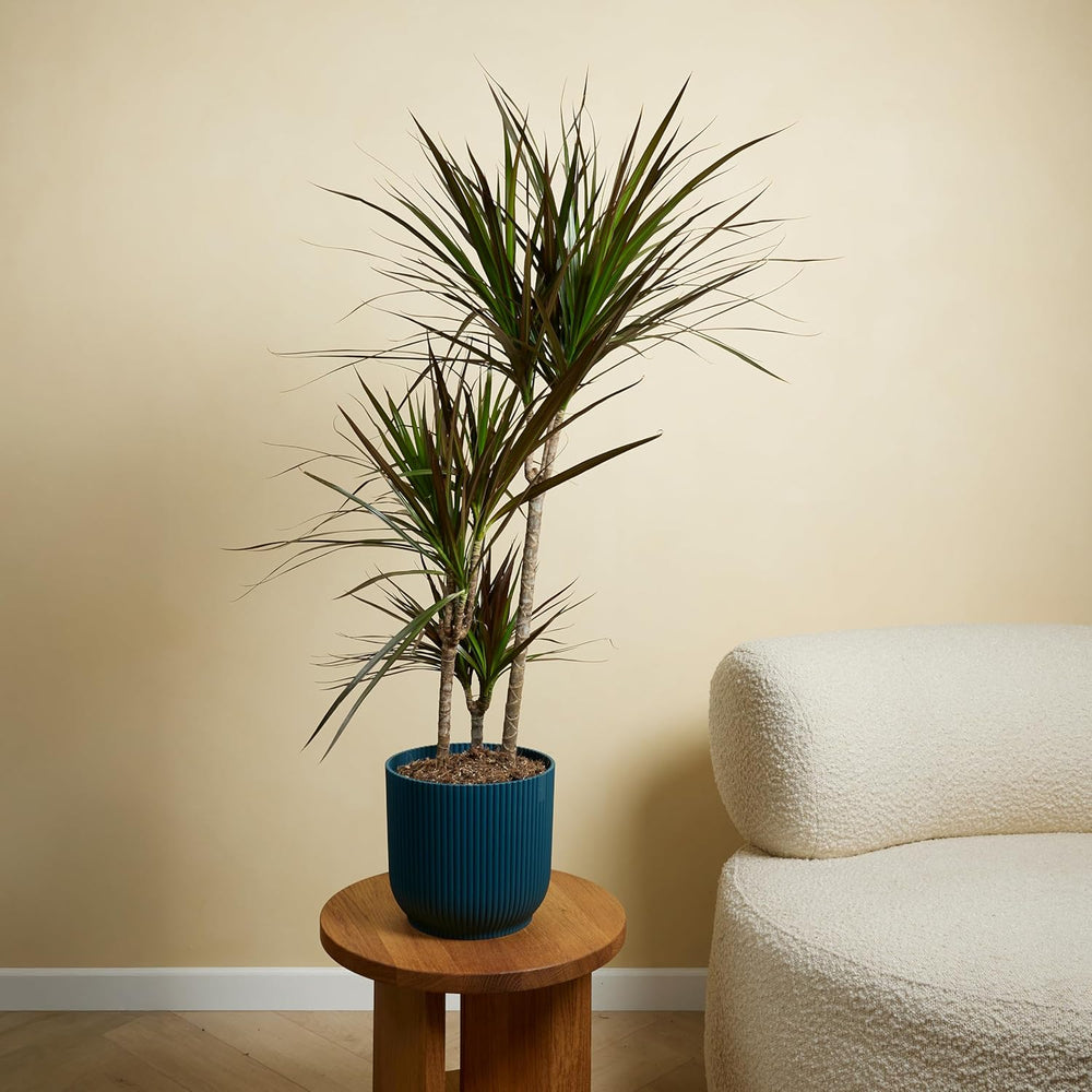 Bloomique - Dracaena Marginata - Drachenbaum - Zimmerpflanzen Groß - Pflegeleicht - Luftreinigend - Höhe 90-110 Cm - Topf 21 Cm