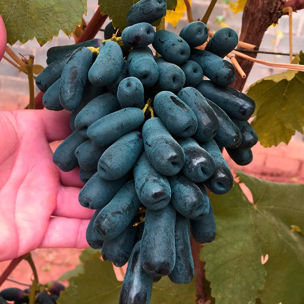 Směs cibulovin, mysteriózní kouzelná cibulka, mrazuvzdorná výsadba, mrazuvzdorná trvalka, mrazuvzdorné cibuloviny – 3 cibule orchidejí