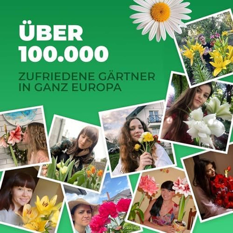 Calla Lilien Zwiebeln Winterhart Mehrjährig - Zantedeschia - 10 velkých Blumenzwiebeln, 5 Sorten Mix - Echte Pflanzen aus Holland - für Garten und Topf (große Knollen, kein Samen und nicht künstlich)