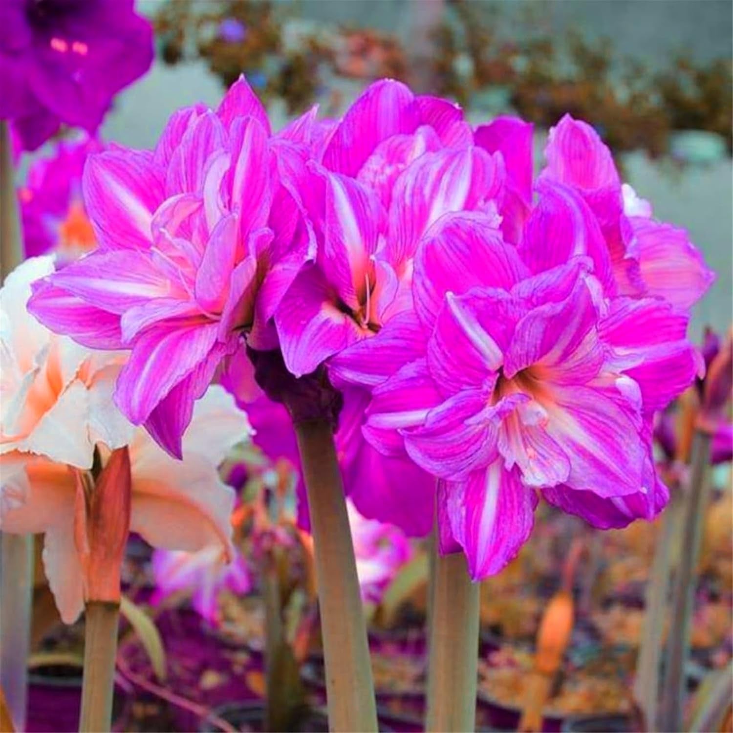 Směs cibulovin, mysteriózní kouzelná cibulka, mrazuvzdorná výsadba, mrazuvzdorná trvalka, mrazuvzdorné cibuloviny – 3 cibule orchidejí