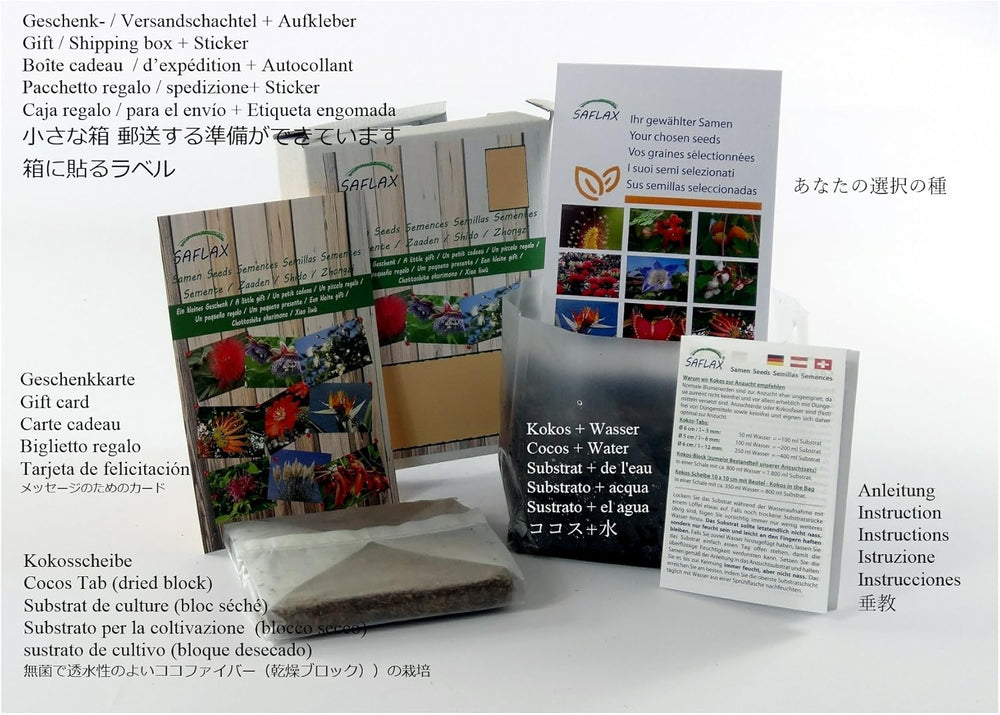 SAFLAX - Geschenk Set - Kakteen - Madagascar - Palme - 10 Samen - Mit Geschenk- / Versandbox, Versandaufkleber, Geschenkkarte Und Anzuchtsubstrat - Pachypodium Lamerei