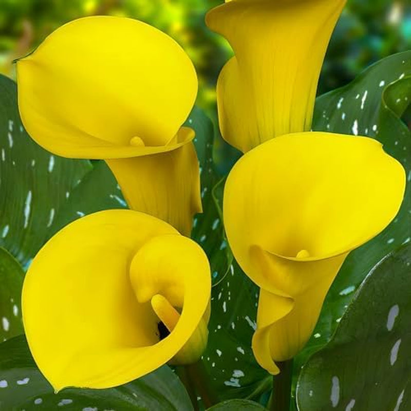 Calla Bulbs Hardy trvalka - Zantedeschia Orange Passion (oranžová) - 5 velkých květinových cibulí - Skutečné holandské rostliny - Pro zahradu a květináče (ne semena, ne umělé)