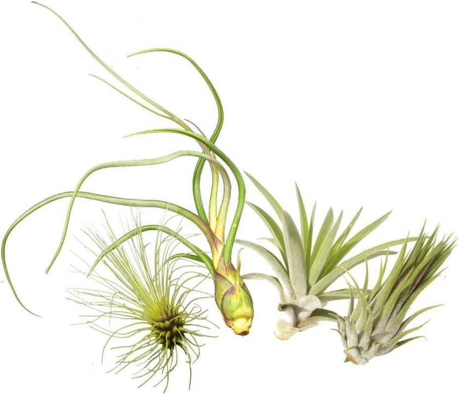 Tillandsien 4Er-Mix, Tillandsia, Bromeliengewächs